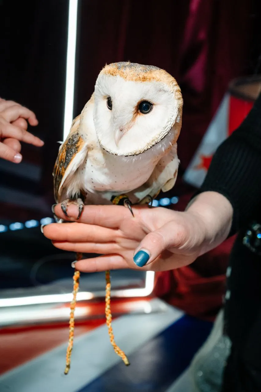 Аниматор Мини зоопарк (Программа Цирк) на детский праздник в Пятигорске, Ессентуках, Минеральных Водах