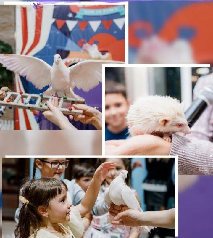 Аниматор Мини зоопарк (Фокусы) на детский праздник в Пятигорске, Ессентуках, Минеральных Водах